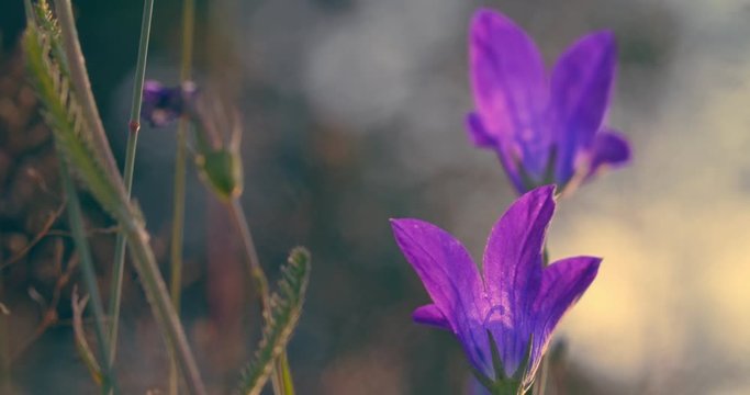 Campanula plant, macro photography, wild forest purple flower