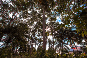 Fototapeta premium The blurred background of the shade of big trees, coconut trees and the sun's rays shining down, making the weather not so hot and the wind blowing through is cool.