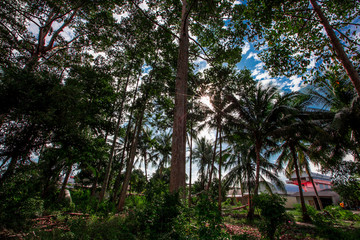 Obraz premium The blurred background of the shade of big trees, coconut trees and the sun's rays shining down, making the weather not so hot and the wind blowing through is cool.
