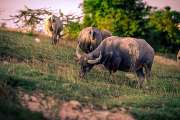 A blurry background view of animals, buffalo herds that are walking grazing in groups or isolated, often seen in rural fields