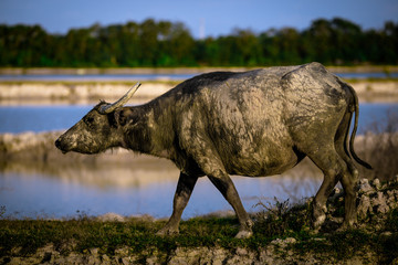 A blurry background view of animals, buffalo herds that are walking grazing in groups or isolated,...