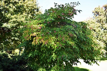 Fototapeta na wymiar Euonymus Hamiltonianus, Hamilton's spindletree, Himalayan spindle or Hamiltonianus Winter Glory tree with pink fruit. Family Celastraceae.