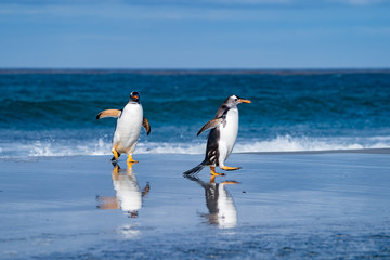 ペンギン シーライオン島 フォークランド諸島 SeaLion Island