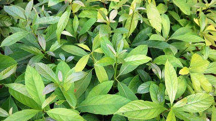 Garden of avocado seedlings in the nursery 