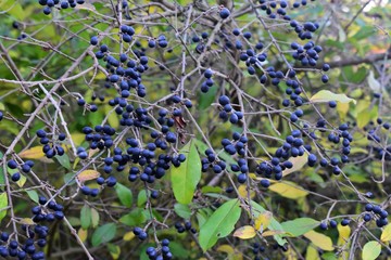  Ligustrum Sinense (Chinese Privet) with dark blue berries. Family Oleaceae. It is a deciduous shrub cultivated as an ornamental plant and for hedges.