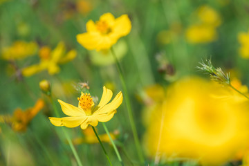 Cosmos flowers on field with green leaves background, Close-up flower