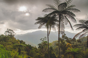 Fototapeta na wymiar Cairns nature