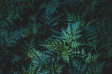 Green leaves field background, close-up leaves