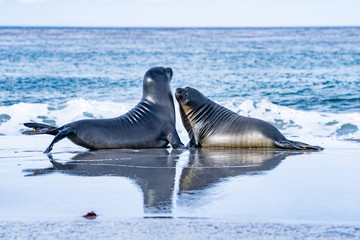 アザラシ  シーライオン島 フォークランド諸島 SeaLion Island © Earth theater