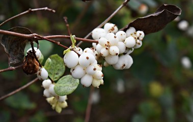Symphoricarpos albus, common Snowberry, with white berries, in the park. It is a flowering plant in...