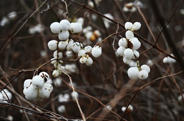 Symphoricarpos albus, common Snowberry, with white berries, in the park. It is a flowering plant in...
