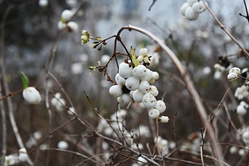 Symphoricarpos albus, common Snowberry, with white berries, in the park. It is a flowering plant in the honeysuckle family, Caprifoliaceae.