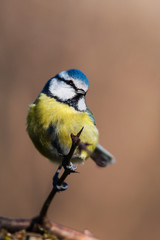 Blue Tit in his environment. Her Latin name is Cyanistes caeruleus.