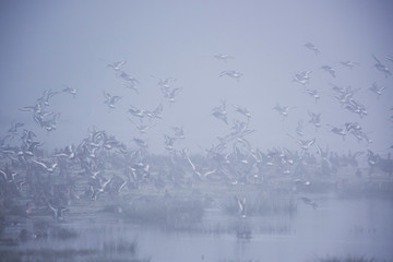 Bar-tailed Godwits in the fog. Their Latin name are Limosa lapponica.