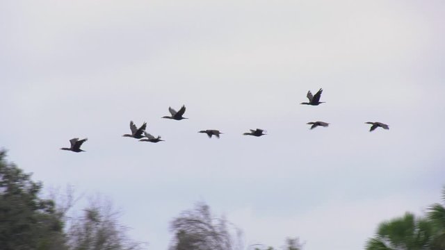 Double crested cormorants flying in slow motion