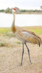 Sandhill Crane full body portrait