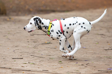 A Dalmatian puppy running