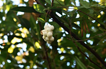 Symphoricarpos albus, common Snowberry, with white berries, in the park. It is a flowering plant in...