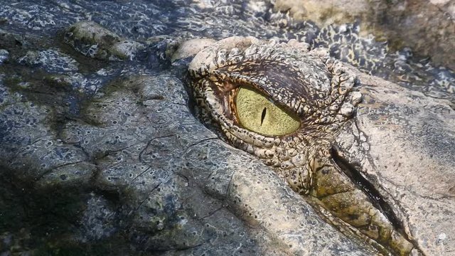 sharp eye glances from ferocious crocodiles