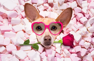 Cercles muraux Chien fou chien de mariage saint valentin amoureux de rose