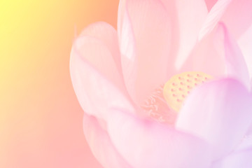 Pink lotus background image select focus