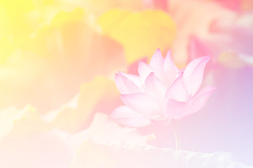 Fototapeta na wymiar Pink lotus background image select focus