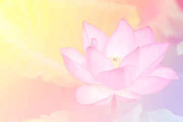 Pink lotus background image select focus