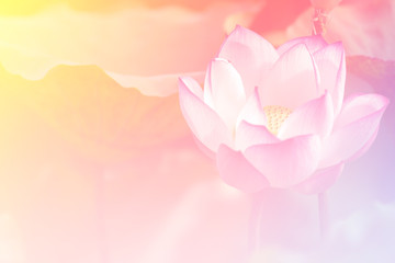Pink lotus background image select focus