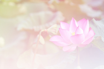 Pink lotus background image select focus