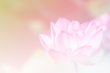Pink lotus background image select focus