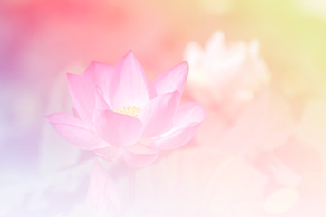 Pink lotus background image select focus