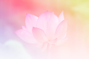 Pink lotus background image select focus