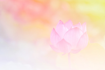 Pink lotus background image select focus