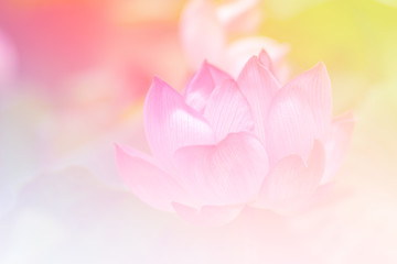 Pink lotus background image select focus