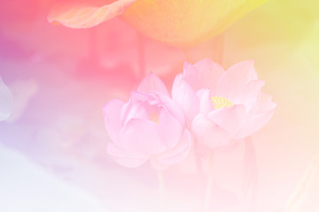 Obraz na płótnie Canvas Pink lotus background image select focus