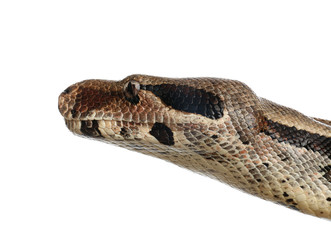 Obraz premium Brown boa constrictor on white background, closeup