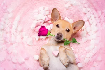 Papier Peint photo Lavable Chien fou chien de mariage saint valentin amoureux de rose