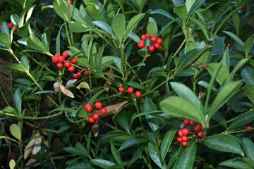 Wintergreen (Gaultheria Procumbens) with red berries. It is a small, low-growing shrub, in the family Ericaceae.