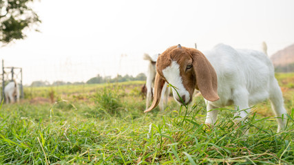Obraz na płótnie Canvas The baby goats on the farm are eating grass to grow into milk goats.