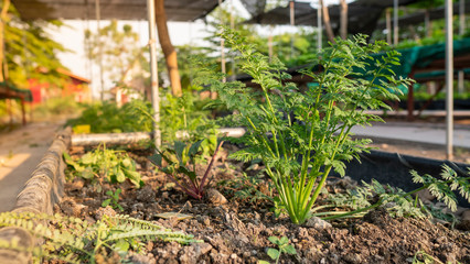 Carrot plants that grow in organic systems.