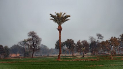Obraz premium palm trees at sunset
