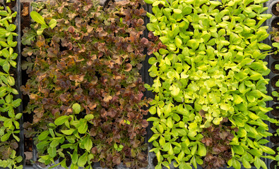 Organic vegetables in an open-air outdoor area Is a safe vegetable and has a high price.
