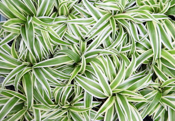 Close up of the fresh leaves of the chlorophytum 
