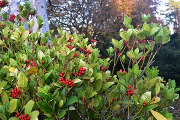Wintergreen (Gaultheria Procumbens) with red berries. It is a small, low-growing shrub, in the...