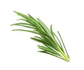 Fresh green rosemary isolated on white. Aromatic herb