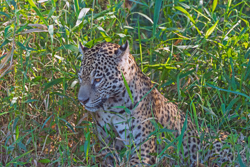 Jaguar Watching From the Grasses on Shore