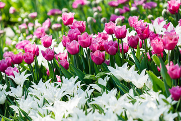 Field of violet and white tulips with selective focus. Spring, floral background. Garden with flowers. Natural blooming.