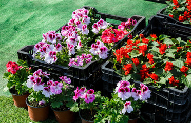 Flower seedlings of colorful petunia and other flowers in black boxes stand on the ground for potting.  Spring potting, nature, indoor decoration