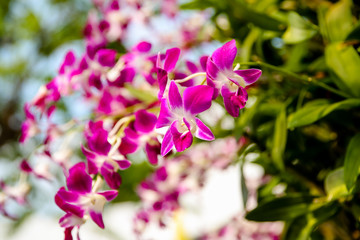 Orchids hanging from a streetside planter