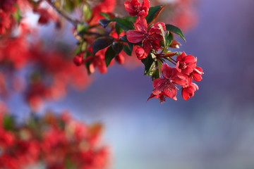 Chinese flowering crab-apple blooming